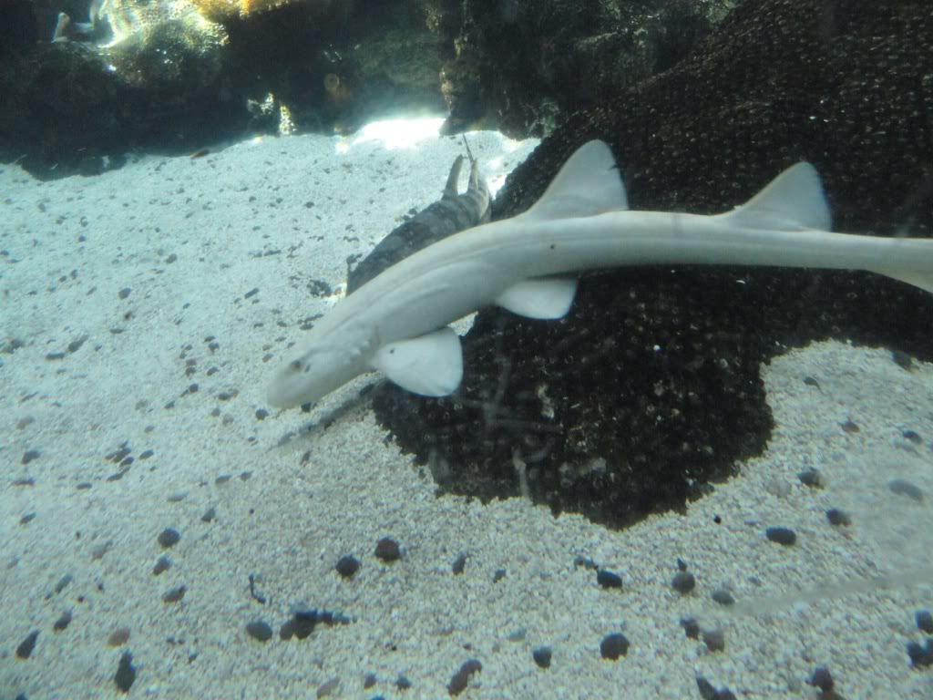 Albino WhiteSpotted Bamboo Shark Photo by Pangaean Photobucket
